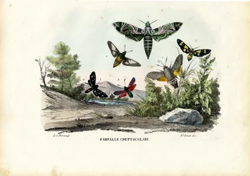Butterflies, 1863-79
